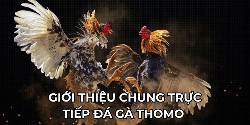 Giới thiệu chung trực tiếp đá gà Thomo 