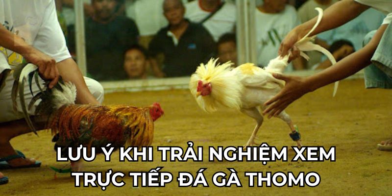 Lưu ý khi trải nghiệm xem trực tiếp đá gà Thomo