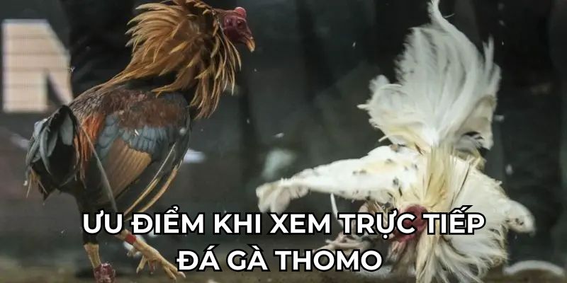 Ưu điểm khi xem trực tiếp đá gà Thomo 